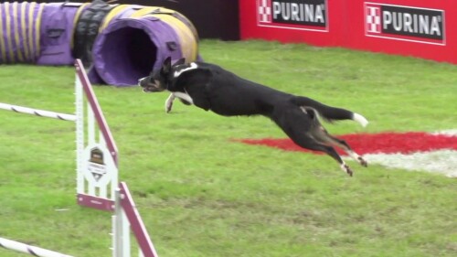 运动会策划与执行